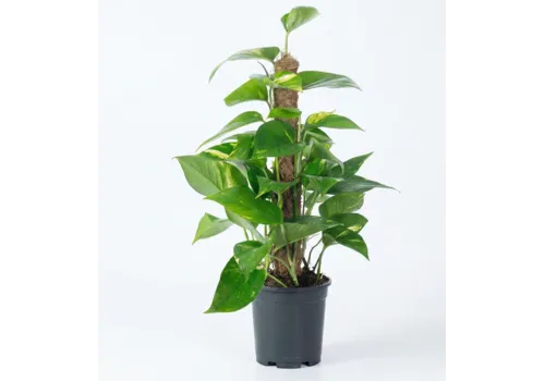 Junai.nl Epipremnum aureum | met mosstok | 15 cm pot | 60 cm hoog