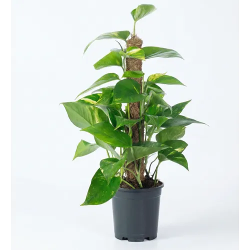 Junai.nl Epipremnum aureum | met mosstok | 15 cm pot | 60 cm hoog