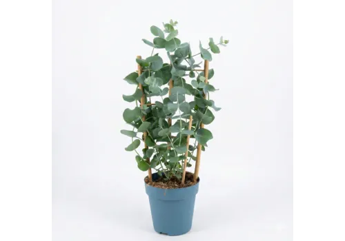Junai.nl Eucalyptus cinerea | 40 cm hoog | 12 cm pot