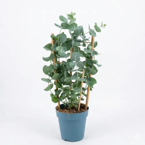 Junai.nl Eucalyptus cinerea | 40 cm hoog | 12 cm pot