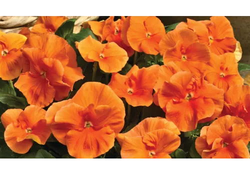 JUNAVERA Viola (Wittrockiana) Delta F1 Pure Deep Orange | 12 cm hoog | 9 cm pot
