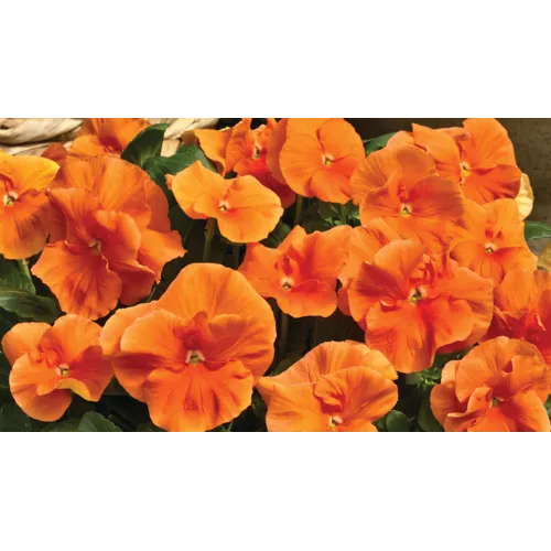 Junai.nl Viola (Wittrockiana) Delta F1 Pure Deep Orange | 12 cm hoog | 9 cm pot