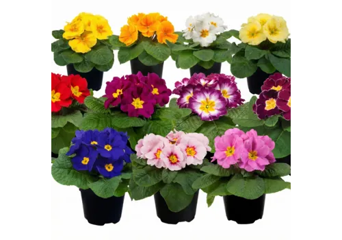 Junai.nl Primula acaulis Paradiso mix | 15 cm hoog | 10 cm pot | per stuk