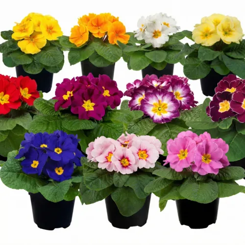 Junai.nl Primula acaulis Paradiso mix | 15 cm hoog | 10 cm pot | per stuk