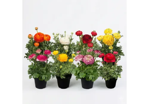 Junai.nl Ranunculus Sprinkles mix | 27 cm hoog | 12 cm pot | per stuk