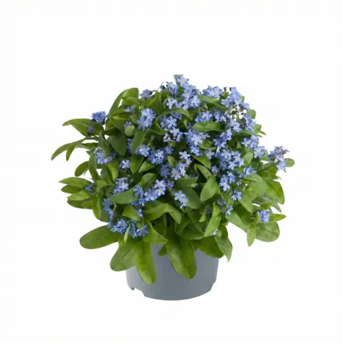 Junai.nl Myosotis sylvatica 'Mon Amie' | 18 cm hoog | 13 cm pot