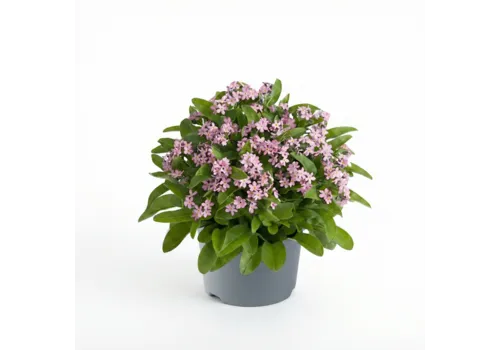 Junai.nl Myosotis sylvatica 'Mon Amie' Pink | ca. 25 cm hoog | 10 cm pot