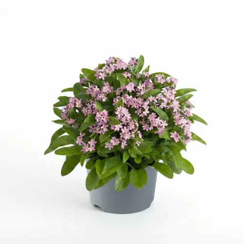 Junai.nl Myosotis sylvatica 'Mon Amie' Pink | ca. 25 cm hoog | 10 cm pot