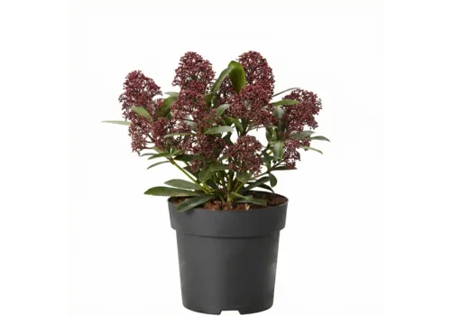 JUNAVERA Skimmia japonica 'Rubella' | 25 cm hoog | 9 cm pot