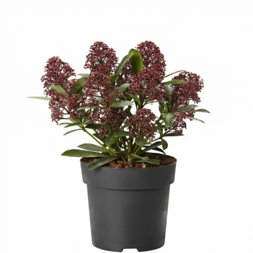 Junai.nl Skimmia japonica 'Rubella' | 25 cm hoog | 9 cm pot