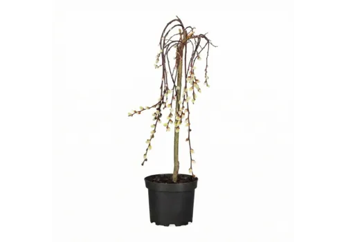 Junai.nl Salix caprea 'Kilmarnock' | 70 cm hoog | 17 cm pot