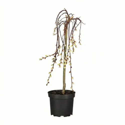 JUNAVERA Salix caprea 'Kilmarnock' | 70 cm hoog | 17 cm pot