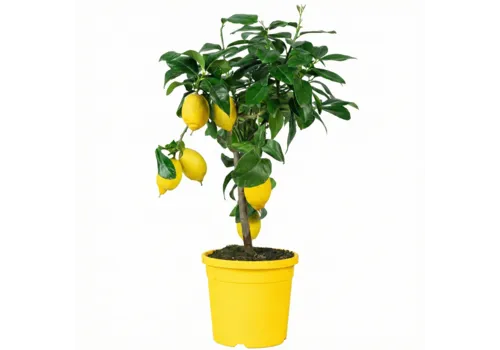Junai.nl Citrus limon | Citroenboom | 65 cm hoog | 20 cm pot