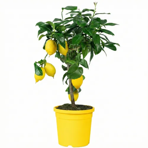 Junai.nl Citrus limon | Citroenboom | 60 cm hoog | 19 cm pot