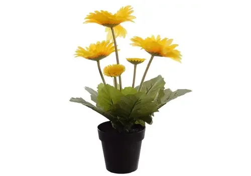Junai.nl Gerbera Colourgame | 25 cm hoog | 9 cm pot | Per stuk