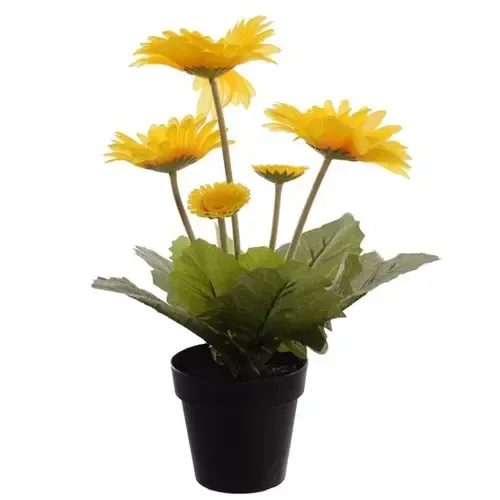 Junai.nl Gerbera Colourgame | 25 cm hoog | 9 cm pot | Per stuk