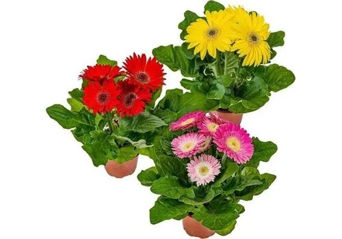 JUNAVERA Gerbera | 30 cm hoog | 12 cm pot | per stuk