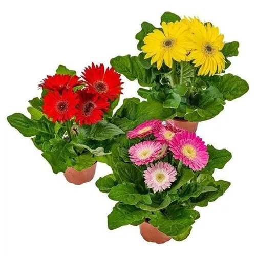 Junai.nl Gerbera | 30 cm hoog | 12 cm pot | per stuk