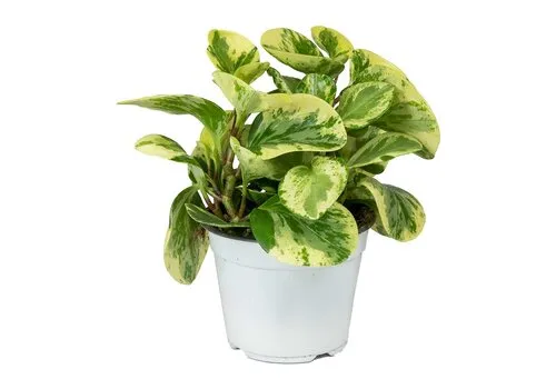 Junai.nl Peperomia obtusa Variegata | 8 cm pot | 12 cm hoog