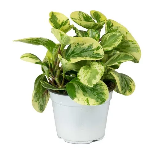 JUNAVERA Peperomia obtusa Variegata | 8 cm pot | 12 cm hoog