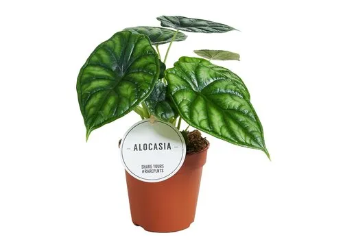 Junai.nl Alocasia Dragon Scale | 7 cm pot | 18 cm hoog