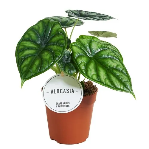 Junavera Alocasia Dragon Scale | 7 cm pot | 18 cm hoog