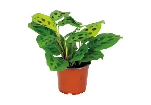 JUNAVERA Maranta leuconeura Kerchoveana gebedsplant | 7 cm pot | 14 cm hoog