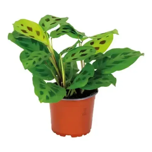 JUNAVERA Maranta leuconeura Kerchoveana gebedsplant | 7 cm pot | 14 cm hoog