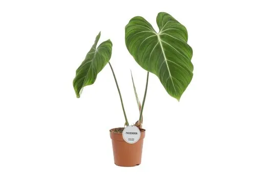 Junai.nl Philodendron gloriosum | 7 cm pot | 16 cm hoog