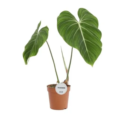 JUNAVERA Philodendron gloriosum | 7 cm pot | 16 cm hoog