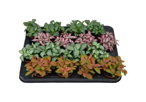 Junai.nl Fittonia mix | per stuk | 8 cm pot | 10 cm hoog