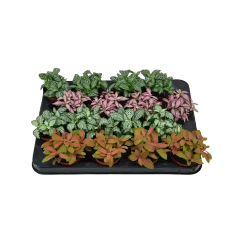 Junavera Fittonia mix | per stuk | 8 cm pot | 10 cm hoog