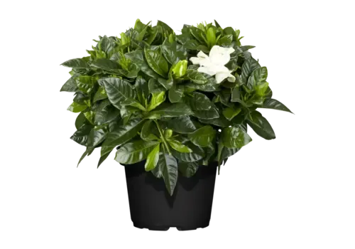 Junai.nl Gardenia jasminoides | Kaapse jasmijn | 18 cm hoog | 9 cm pot