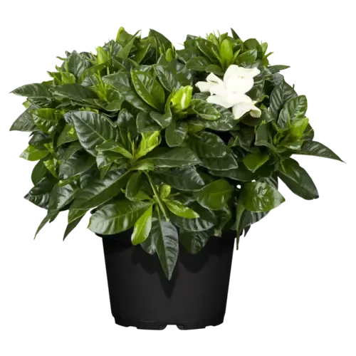 Junai.nl Gardenia jasminoides | Kaapse jasmijn | 18 cm hoog | 9 cm pot