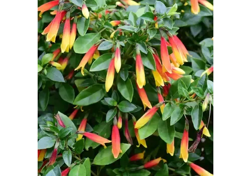 Junai.nl Jacobinia pauciflora | Braziliaanse Pruimbloem | 25 cm hoog | 13 cm pot