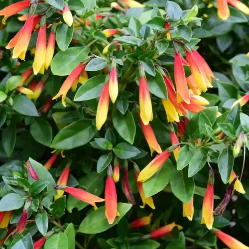 Junai.nl Jacobinia pauciflora | Braziliaanse Pruimbloem | 25 cm hoog | 13 cm pot