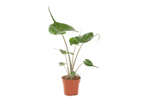JUNAVERA Alocasia macrorrhizos Stingray | 12 cm pot | 45 cm hoog