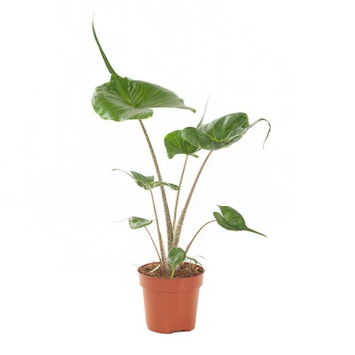 Junai.nl Alocasia macrorrhizos Stingray | 12 cm pot | 45 cm hoog