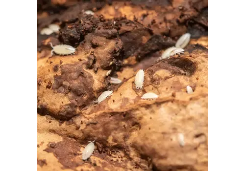 QB Insects Tropische pissebedden | 500 ml bakje voor bioactief terrarium