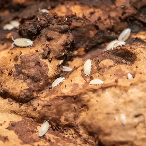 QB Insects Tropische pissebedden | 500 ml bakje voor bioactief terrarium