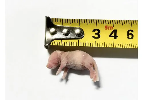 NutriPrey Diepvries baby muis 1–2 gram