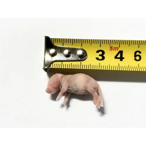 Junai.nl Diepvries baby muis 1–2 gram