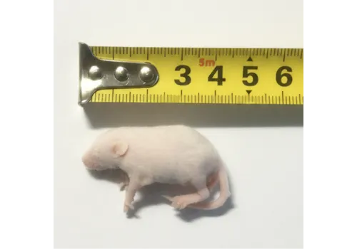 Junai.nl Diepvries muis Pinky 3–5 gram