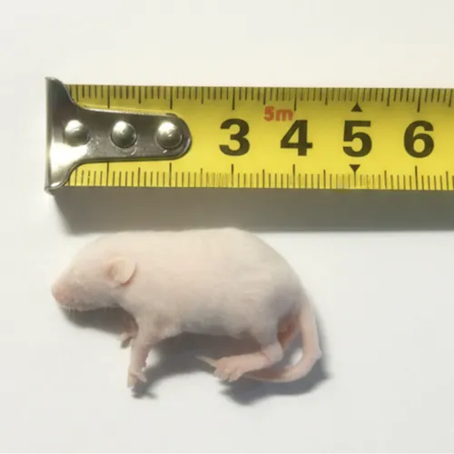 Junai.nl Diepvries muis Pinky 3–5 gram