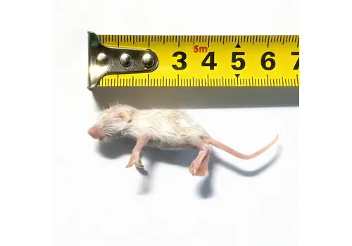 Junai.nl Diepvries muis fuzzy 6–7 gram