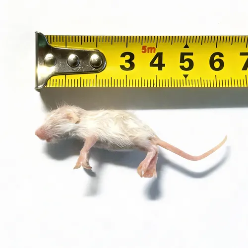 Junai.nl Diepvries muis fuzzy 6–7 gram