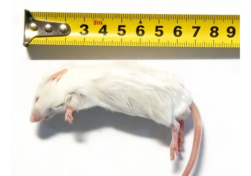 Junai.nl Diepvries muis volwassen 18–25 gram