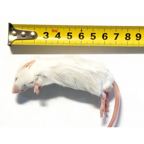 NutriPrey Diepvries muis volwassen 15-25 gram