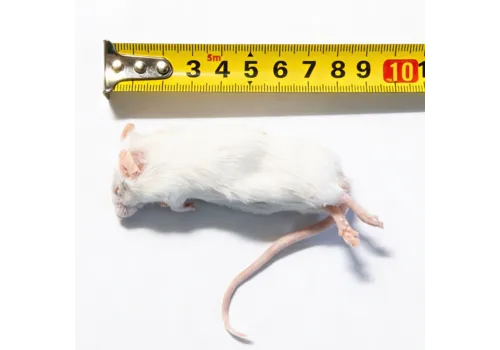 Junai.nl Diepvries muis volwassen XL 25–35 gram