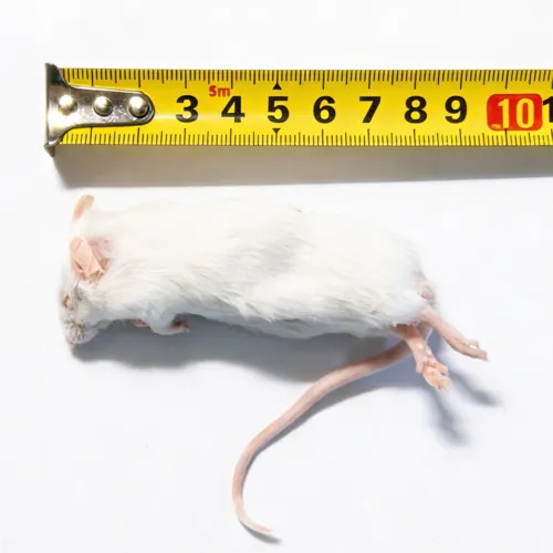 Junai.nl Diepvries muis volwassen XL 25–35 gram